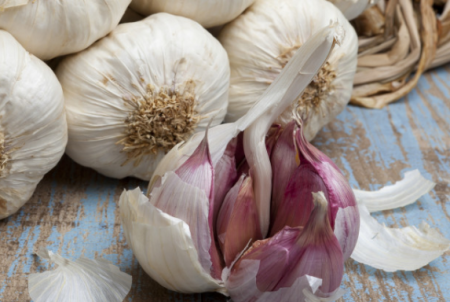 모스크바에서 심기용 겨울 마늘을 소매점에서 구매할 수 있는 곳