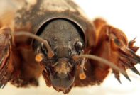 정원에서 땅강아지와 싸워서 이기는 방법