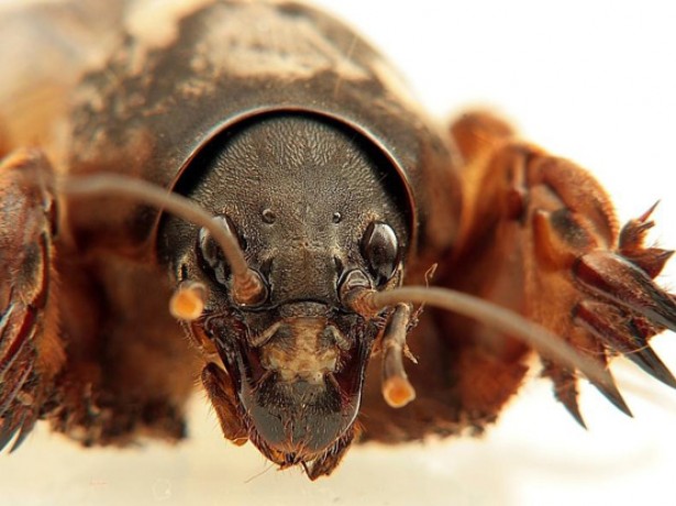 정원에서 땅강아지와 싸워서 이기는 방법