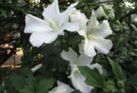 정원 히비스커스 사진