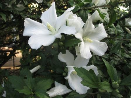 정원 히비스커스 사진