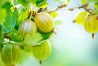 구스베리 "말라카이트": 품종 설명, 사진, 리뷰