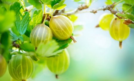 구스베리 "말라카이트": 품종 설명, 사진, 리뷰