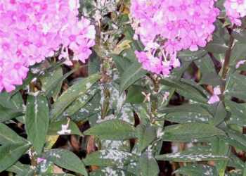 플록스의 흰가루병