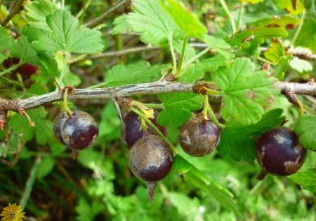 건포도의 흰가루병