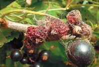 건포도의 흰가루병: 방제 조치