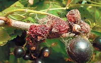 건포도의 흰가루병: 방제 조치