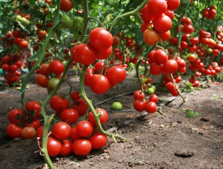 온실에 심기에 가장 적합한 토마토는 무엇입니까?