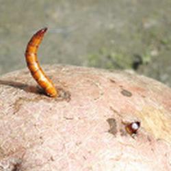 감자 속의 촌충: 제거하는 방법