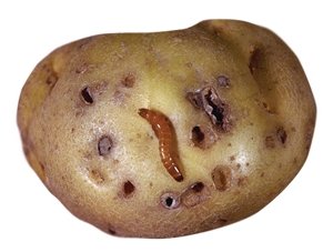 감자 속의 촌충