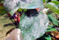 장미의 흰가루병