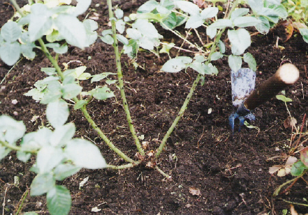 겨울 동안 장미 잎을 덮기 전에 먼저 제거해야 합니까?