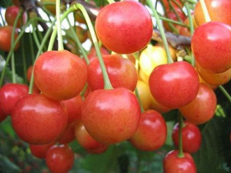 모스크바 지역을 위한 체리 소르타