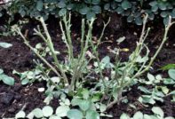 겨울 동안 장미 잎을 덮기 전에 먼저 제거해야 합니까?