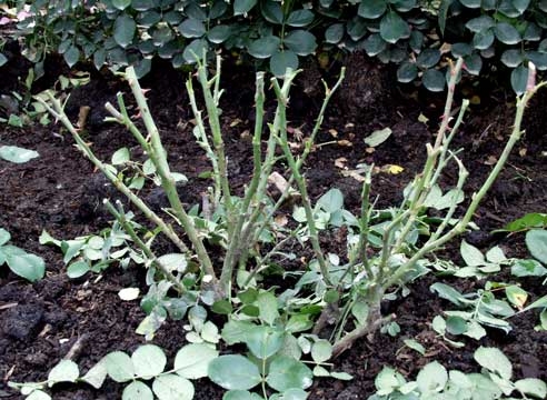 겨울 동안 장미 잎을 덮기 전에 먼저 제거해야 합니까?