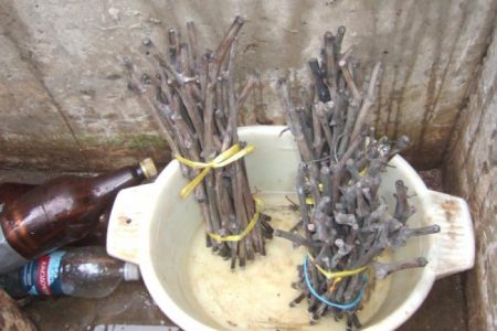 가을에 포도 수확하기