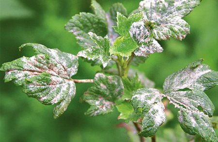 건포도-질병-그리고-민간-요법