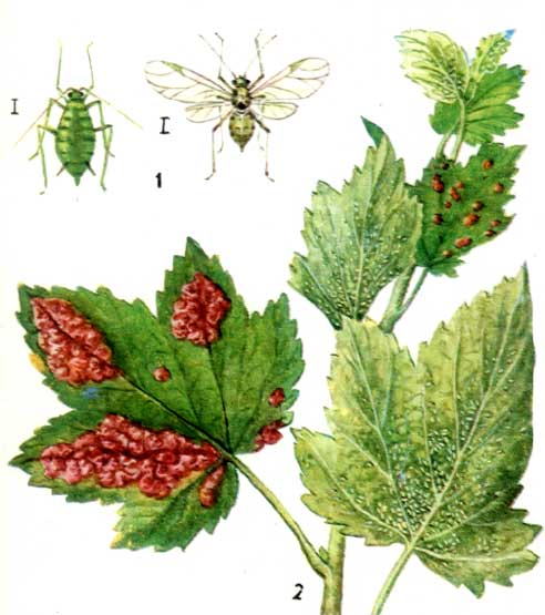 건포도에 있는 담즙 진딧물