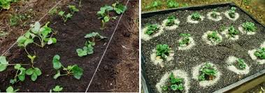 가을에 딸기를 언제, 몇 월에 다시 심어야 할까?