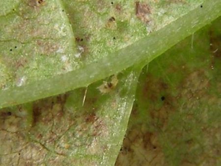 pautinnyi%cc%86-kleshh-na-ogurcax-v-teplice