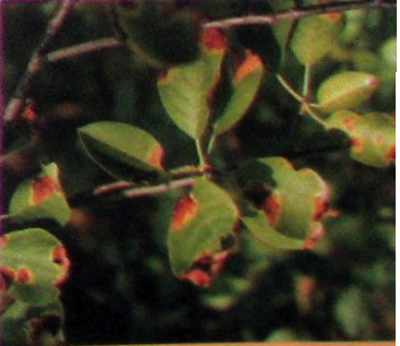 인동덩굴의 반점이 있는 잎