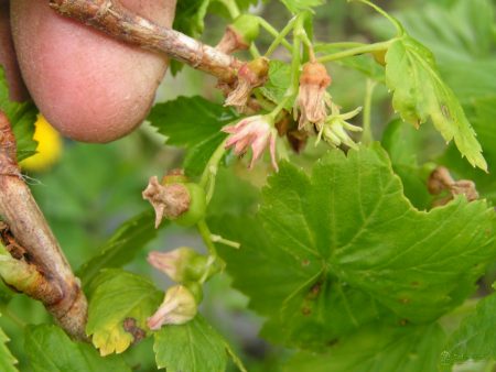 reversiya-chernoi%cc%86-smorodiny-ili-maxrovost