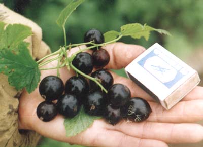 건포도-핵-사진