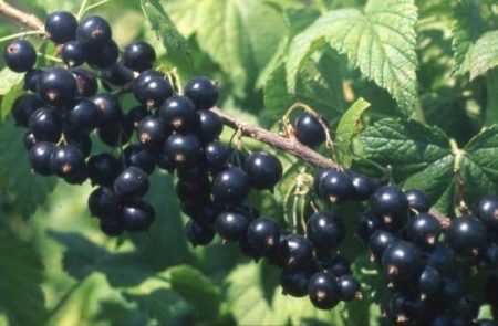모스크바 지역을 위한 대형 단 품종 블랙커런트