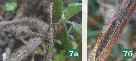 인동덩굴 줄기 썩음병