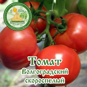 열린 땅에 심는 토마토