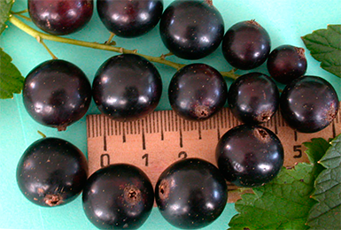 che%cc%88rnaya-smorodina-sorta-super-krupnoi%cc%86-sladkoi%cc%86-i-urozhai%cc%86noi%cc%86-opisanie-foto