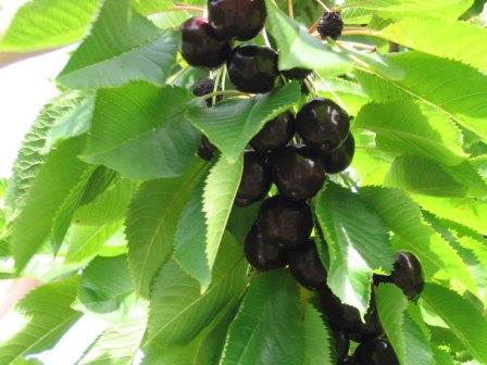 레닌그라드 블랙 체리