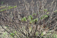 가을철 건포도의 해충 및 질병 방제