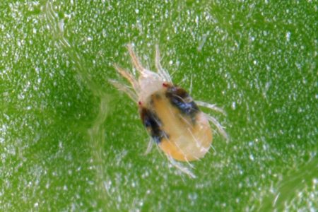 파우티니%cc%86-클레쉬