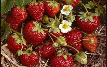 가을철 딸기 이식