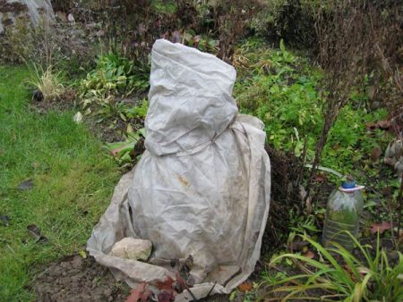 모스크바 지역의 겨울을 위한 모란