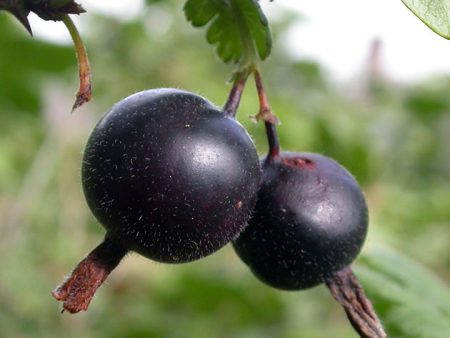 달콤한 검은 건포도