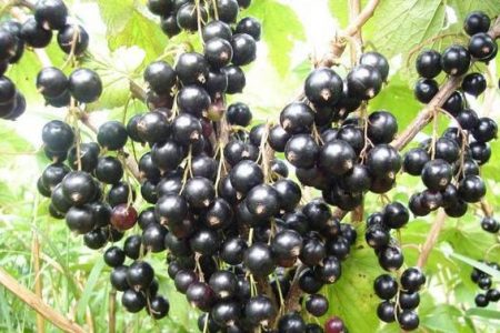 블랙커런트 품종