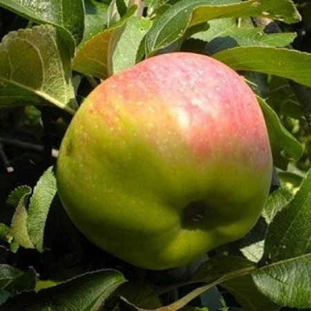 보가티르-종류-사과