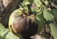 가을철 폴리카보네이트 온실의 역병 방제