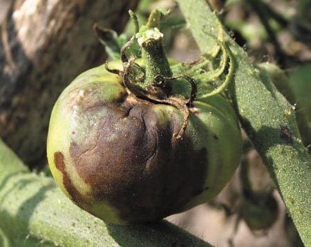 가을철 폴리카보네이트 온실의 역병 방제