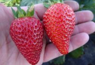 알비온 딸기: 품종 설명, 사진, 리뷰