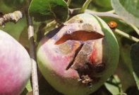 사과 궤양은 인간에게 위험합니다.