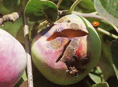 사과 궤양은 인간에게 위험합니다.