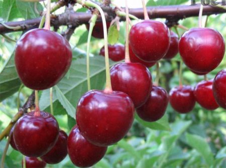 비슈냐-투르게네프카