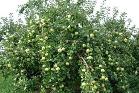 사과나무 품종 영웅