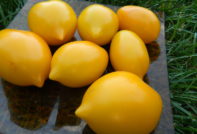 세계의 기적 토마토: 품종의 특성과 설명, 사진, 리뷰