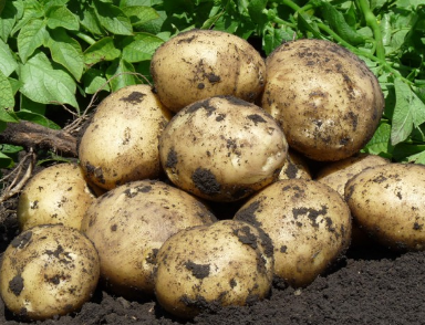 네프스키 감자: 품종 설명 및 특성, 사진, 리뷰