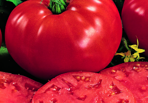 비프스테이크 토마토: 리뷰, 특성 및 품종 설명