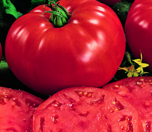 비프스테이크 토마토: 리뷰, 특성 및 품종 설명